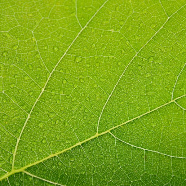 Colour Your Business Green For Growth And Creativity